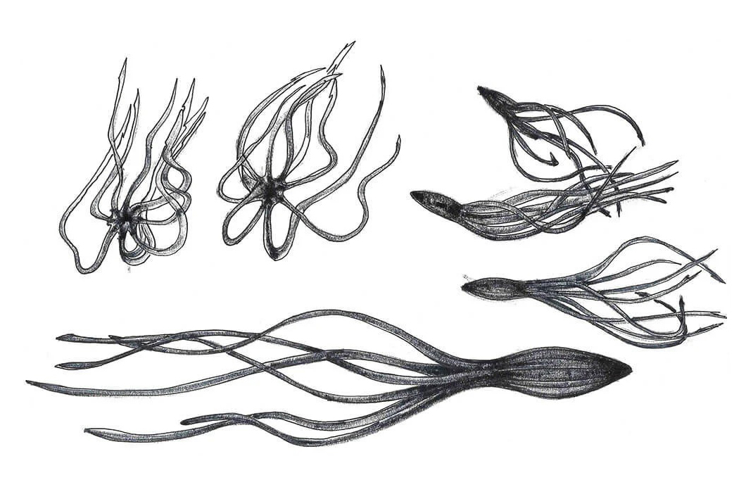 Zieta_Kraken_sketches